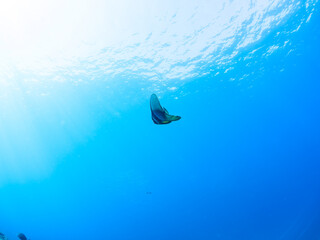 美しく不思議なツバメウオ（ツバメウオ属）のペア他。
英名学名：Longfin Batfish, Platax teira
静岡県伊豆半島賀茂郡南伊豆町中木ヒリゾ浜2024年
