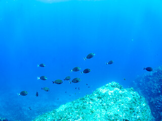 美しいニセカンランハギ、ニザダイ（ニザダイ科）他の群れ。
英名学名：Pencil surgeonfish (Acanthurus dussumieri)
Sawtail (Prionurus scalprum)
静岡県伊豆半島賀茂郡南伊豆町中木ヒリゾ浜2024年
