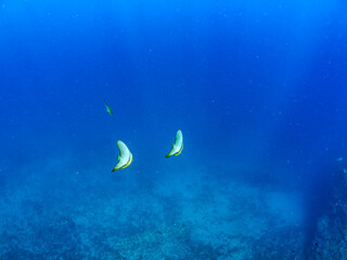 Obraz premium 美しく不思議なツバメウオ（ツバメウオ属）のペア他。 英名学名：Longfin Batfish, Platax teira 静岡県伊豆半島賀茂郡南伊豆町中木ヒリゾ浜2024年 