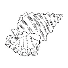 Vector seashell. Hand drawn seashell illustration on isolated background. Scallop drawing in outline style. Seashell sketch drawn with black ink