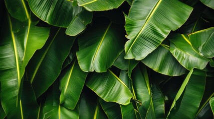 Close up of banana leaves showcasing a natural green backdrop typical of tropical forests