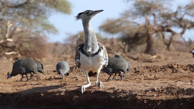 A large Kori bustard drinking water.