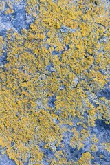 Rock Texture with Yellow Fungus: Natural Surface Detail
