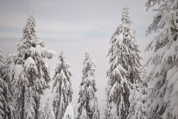 Snow-covered pine trees stand tall in a winter landscape under a cloudy sky, capturing the serene beauty of nature in the mountains. Carpathian Mountains, Ukraine