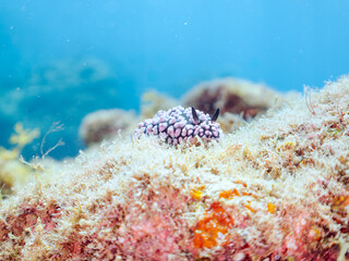美しいコイボウミウシ（イボウミウシ科）。
英名学名：Sea Slug, Phyllidiella pustulosa,
静岡県伊豆半島賀茂郡南伊豆町中木ヒリゾ浜2024年
