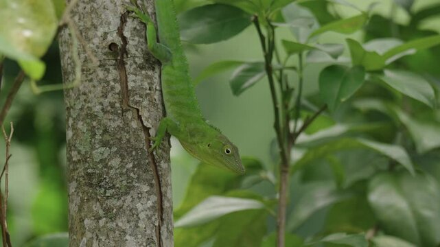 Jamaican giant anole, an endemic lizard from Jamaica. Display behaviour head bobbing and neck flairing. Territorial and mating display. Closeup.