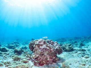大きく美しいコロダイ（イサキ科）。
英名学名：Painted Sweetlips (Diagramma pictum)
美しく大きなイシガキフグ（ハリセンボン科）。
英名学名：Pacific Burrfish (Chilomycterus reticulatus)
静岡県伊豆半島賀茂郡南伊豆町中木ヒリゾ浜2024年
