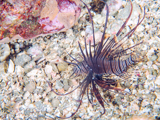 美しいハナミノカサゴ（ミノカサゴ亜科）の幼魚。
黒変種。
英名学名：Red Lionfish (Pterois volitans)

静岡県伊豆半島賀茂郡南伊豆町中木ヒリゾ浜2024年
