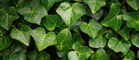 Green Ivy Leaves On Trees