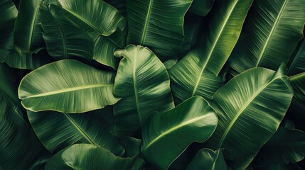 Close up of banana leaves showcasing a natural green backdrop typical of tropical forests