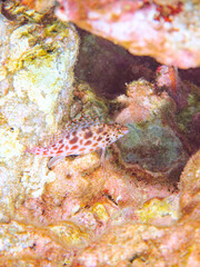 美しいハマサンゴと可愛いヒメゴンベ（ゴンベ科）の幼魚他。
英名、学名：Coral hawkfish (Cirrhitichthys oxycephalus) 
静岡県伊豆半島賀茂郡南伊豆町中木ヒリゾ浜2024年
