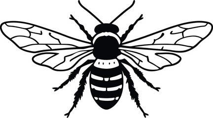  bee  vector illustration black and white 