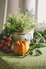 Cozy autumn-inspired scene with a small, vibrant pumpkin and green plant resting on a window sill.