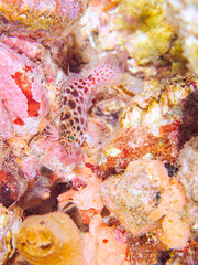 美しいハマサンゴと可愛いヒメゴンベ（ゴンベ科）の幼魚他。
英名、学名：Coral hawkfish (Cirrhitichthys oxycephalus) 
静岡県伊豆半島賀茂郡南伊豆町中木ヒリゾ浜2024年

