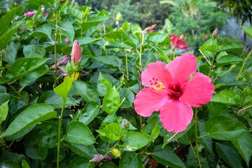 Close up of red hibiscus flower blooming in the tropical garden