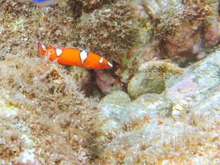 美しいツユベラ（ベラ科）の幼魚とソラスズメダイ（スズメダイ科）他の群れ。
英名、学名：Yellowtail wrasse, Coris gaimard
Heavenly Damselfish (Pomacentrus coelestis) 
静岡県伊豆半島賀茂郡南伊豆町中木ヒリゾ浜2024年
