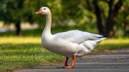 Obraz premium White goose walking in a park during a sunny day