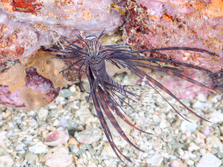 美しいハナミノカサゴ（ミノカサゴ亜科）の幼魚。
黒変種。
英名学名：Red Lionfish (Pterois volitans)

静岡県伊豆半島賀茂郡南伊豆町中木ヒリゾ浜2024年

