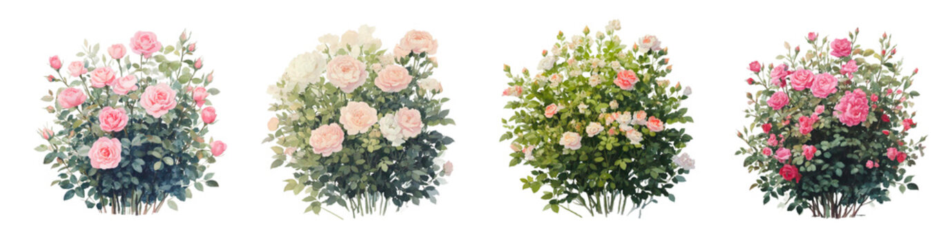  watercolor blooming flower tree or rose  side view isolated on white background for landscape and architecture drawing,elements for environment or and garden,flowers for garden section 