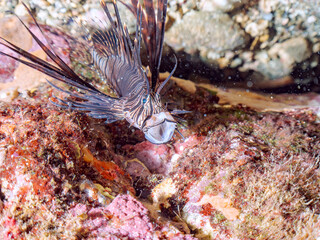 美しいハナミノカサゴ（ミノカサゴ亜科）の幼魚。
黒変種。
英名学名：Red Lionfish (Pterois volitans)
大きくあくびをしている。
静岡県伊豆半島賀茂郡南伊豆町中木ヒリゾ浜2024年
