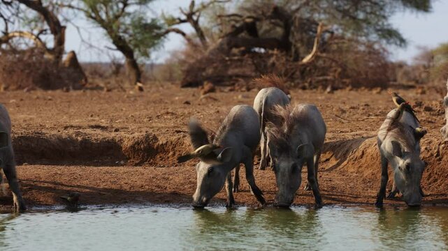  a warthog family and red billed oxpeckers drinking water at eyelevel.