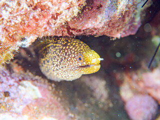美しいワカウツボ（ウツボ科）の幼魚。
英名、学名：Abbott's moray eel (Gymnothorax meleagris)
静岡県伊豆半島賀茂郡南伊豆町中木ヒリゾ浜2024年
