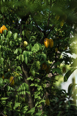 Averrhoa carambola Has many branches, up to about 4 m high. Unlike many other tropical plants, Averrhoa carambola does not need much sunlight. The Averrhoa carambola is yellow or green,Averrhoa