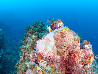 高海水温が続いているのでサンゴの白化現象が起きている。
美しいイソギンチャク畑の可愛いクマノミ（クマノミ亜科）ペア、ミツボシクロスズメダイ（スズメダイ科）他の群れ。
英名、学名：
Yellowtail clownfish (Amphiprion clarkii)
Threespot dascyllus (Dascyllus trimaculatus) 
南伊豆町中木ヒリゾ浜2024年
