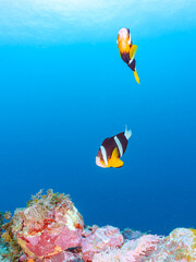 高海水温が続いているのでサンゴの白化現象が起きている。
美しいイソギンチャク畑の可愛いクマノミ（クマノミ亜科）ペア、ミツボシクロスズメダイ（スズメダイ科）他の群れ。
英名、学名：
Yellowtail clownfish (Amphiprion clarkii)
Threespot dascyllus (Dascyllus trimaculatus) 
南伊豆町中木ヒリゾ浜2024年
