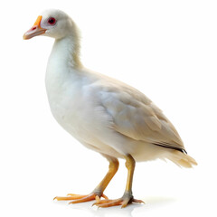 Naklejka premium -white-coot-on-white-back-ground