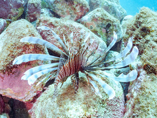 美しく大きなハナミノカサゴ（ミノカサゴ亜科）が狙っている。
英名、学名：Red Lionfish (Pterois volitans)
岩場に集まる、美しいソラスズメダイ（スズメダイ科）他の群れ。
英名、学名：Heavenly Damselfish (Pomacentrus coelestis)
静岡県伊豆半島賀茂郡南伊豆町中木ヒリゾ浜2024年
