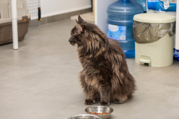 A fluffy cat sits patiently beside its food bowl in a cozy indoor setting during the afternoon