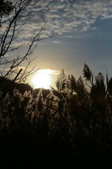 Fototapeta premium Beautiful photo of tall seeding grass backlit by the setting sun.