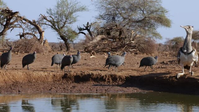  a kori bustard drinking water