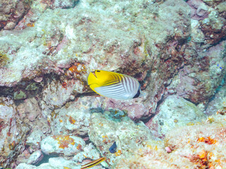美しいトゲチョウチョウウオ（チョウチョウオ科）他。
英名、学名：Threadfin Butterflyfish (Chaetodon Auriga)
静岡県伊豆半島賀茂郡南伊豆町中木ヒリゾ浜2024年
