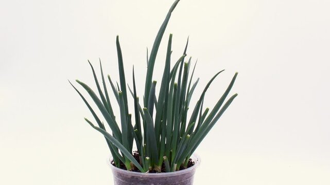 Super time lapse of supermarket scallions or green onions being re grow in the pot under artificial light in the light box after trimming tops and regenerating roots