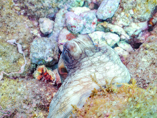 岩の間に隠れる大きな美しいワモンダコ（マダコ科）。
逃げるために墨を吐いた。
英名、学名：Big Blue Octopus (Octopus cyanea)
静岡県伊豆半島賀茂郡南伊豆町中木ヒリゾ浜2024年
