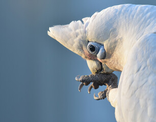 Short-billed corella preening, close-up.
