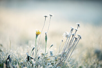 Beautiful delicate flowers yellow and white fluffy dandelions in hoarfrost on an early frosty...