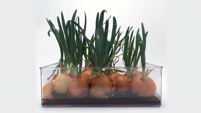 Super time lapse of sprouted large mature onions soaked in water and put under grow light in studio like condition, plant regenerate and try to regrow its greens or scallions and then begin to dry