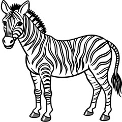  Zebra