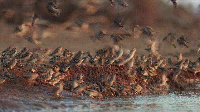 a flock of red-billed quelea drinking water