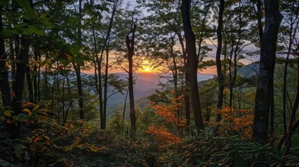 Obraz premium Sunset On The Mountain Through The Trees