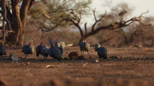 A flock of helmeted guinea fowl on the move