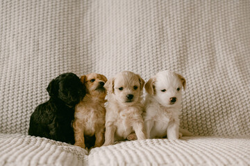 Four puppies sitting in a row on blanket