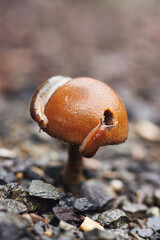 Two slugs crawling on a wild mushroom in the PNW