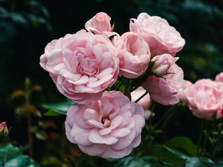 Pink roses in the garden