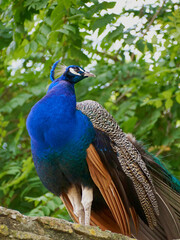 Peacock,Close-up portrait of a male