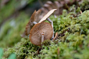 Close-up of underside of wild mushroom growing on mossy forest floor
