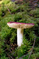 Close-up of a mushroom with a red cap growing on mossy ground